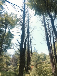 Dead chestnuts loom throughout Shenandoah National Park.