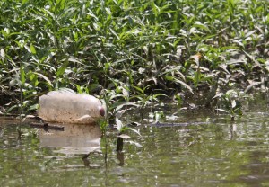 Anacostia-Uhlenbrock